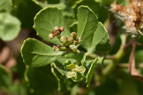Pluchea indica observed 2026-09-21