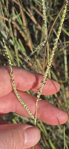 Paspalum monostachyum, 2026-10-09