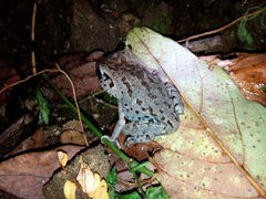 Leptobrachium hasseltii