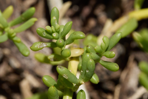 Batis maritima observed 2026-09-21