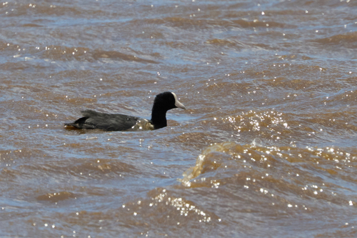 Fulica alai observed 2026-09-21