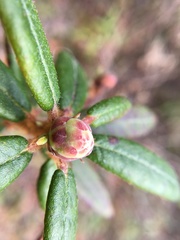 Rhododendron groenlandicum