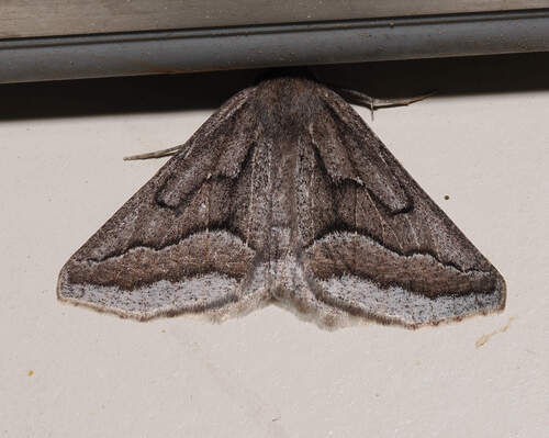 Tetracis formosa photo 5