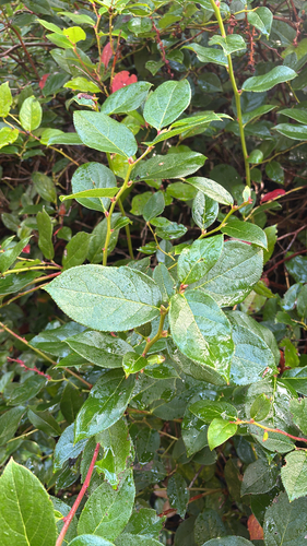 salal