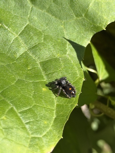 Bold Jumping Spider