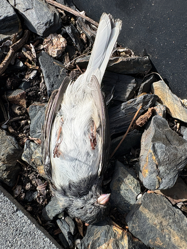 Dark-eyed Junco