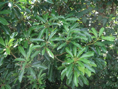 Daphniphyllum pentandrum observed 2026-10-09