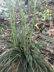 Xerophyllum asphodeloides