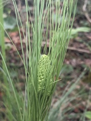 Xerophyllum asphodeloides