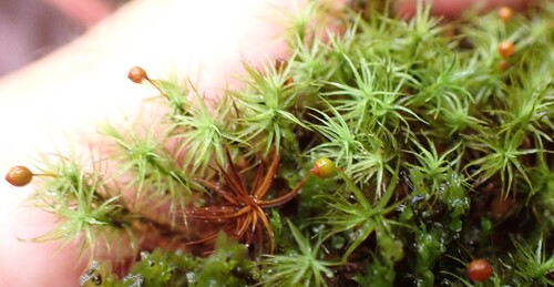 Bartramia pomiformis observed 2026-10-08