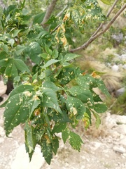 Fraxinus cuspidata