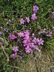 Limoniastrum monopetalum