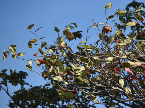 Terminalia muelleri observed 2026-07-31
