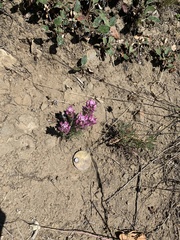 Castilleja exserta