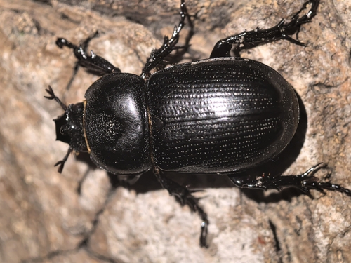 Eophileurus chinensis