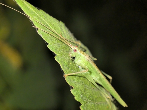 Kuzicus suzukii