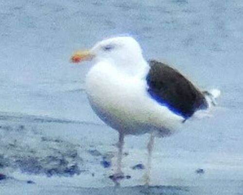 Great Black-backed Gull