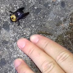 Xylocopa appendiculata circumvolans