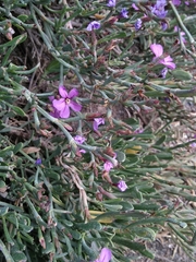 Limoniastrum monopetalum