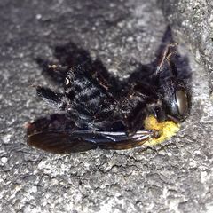 Xylocopa appendiculata circumvolans