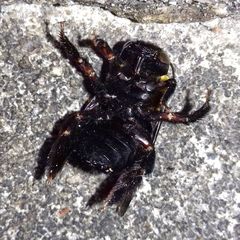 Xylocopa appendiculata circumvolans