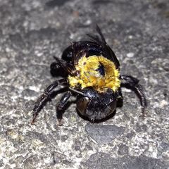 Xylocopa appendiculata circumvolans