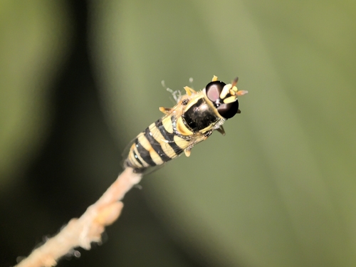 Yellow-shouldered Hover Fly