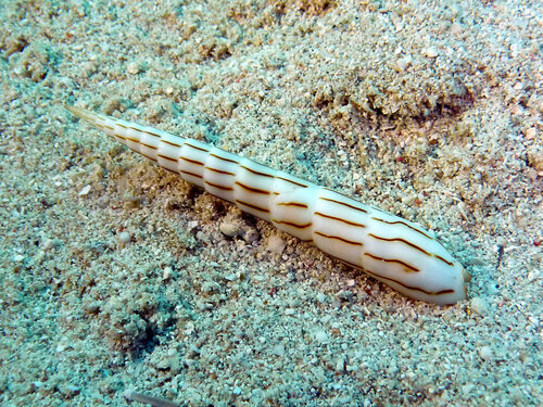 Hastula lanceata observed 2026-09-19