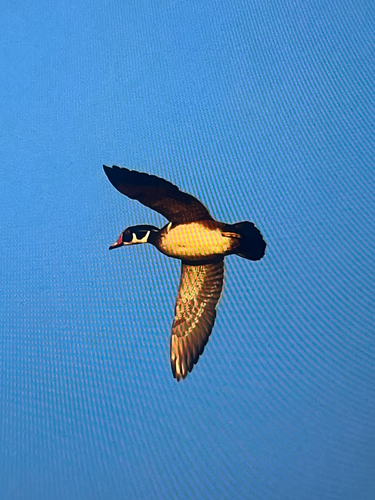 Wood Duck
