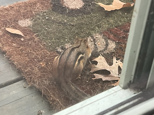 Eastern Chipmunk