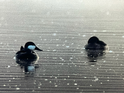 Ruddy Duck