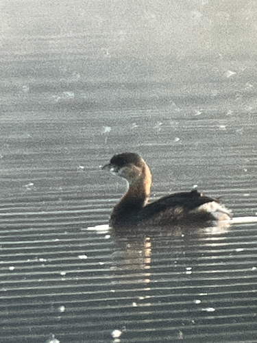 Pied-billed Grebe
