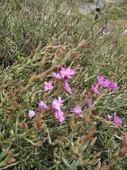 Limoniastrum monopetalum