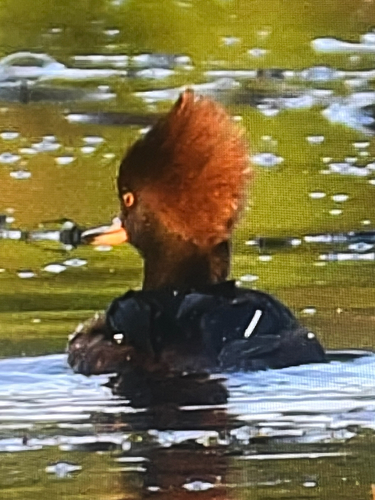 Hooded Merganser