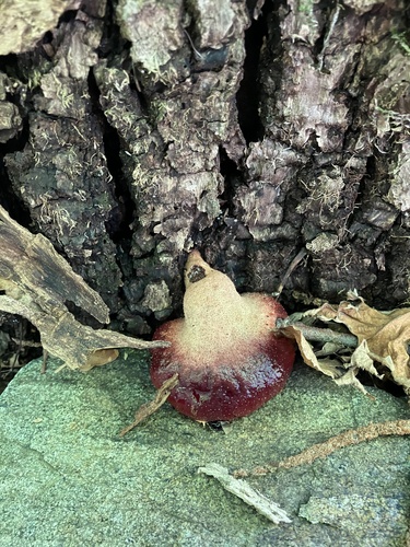 Beefsteak Polypore