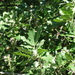 Portuguese Oak - Photo (c) jaimebraschi, some rights reserved (CC BY-NC), uploaded by jaimebraschi