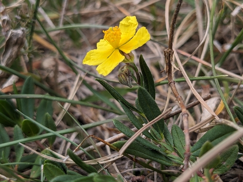 Common Rock-rose