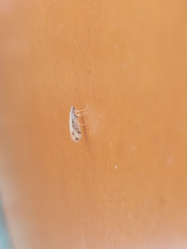 Variegated Brown Lacewing, Westerpark, Breda, Nederland, photo 8 of 10