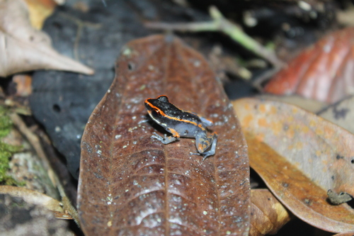 Pulchrana signata observed 2026-10-09