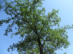 Quercus faginea faginea