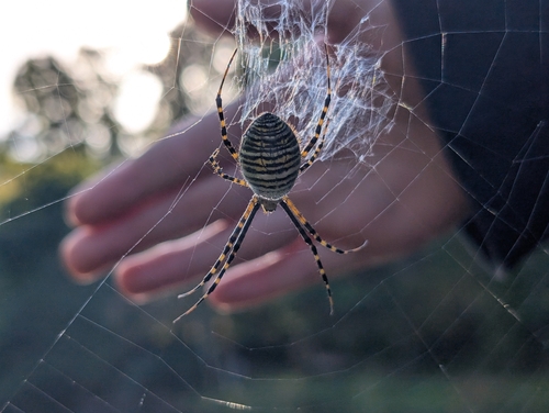 Banded Garden Spider