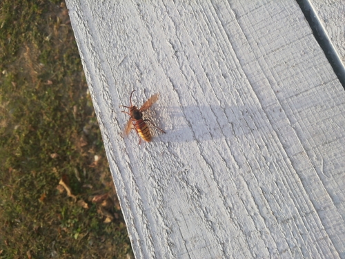 European Hornet