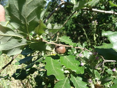 Quercus faginea faginea