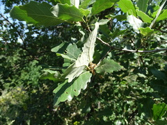 Quercus faginea faginea