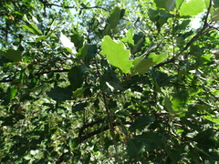 Quercus faginea faginea