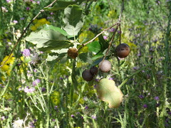 Quercus faginea faginea