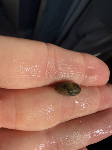 Haminoea solitaria, 2026-10-09