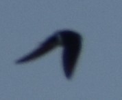 Tachycineta thalassina