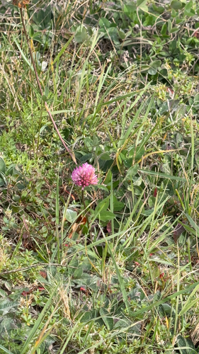 Red Clover