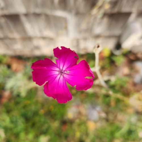 Rose campion
